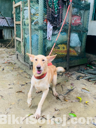 Gsd cross golden retriever